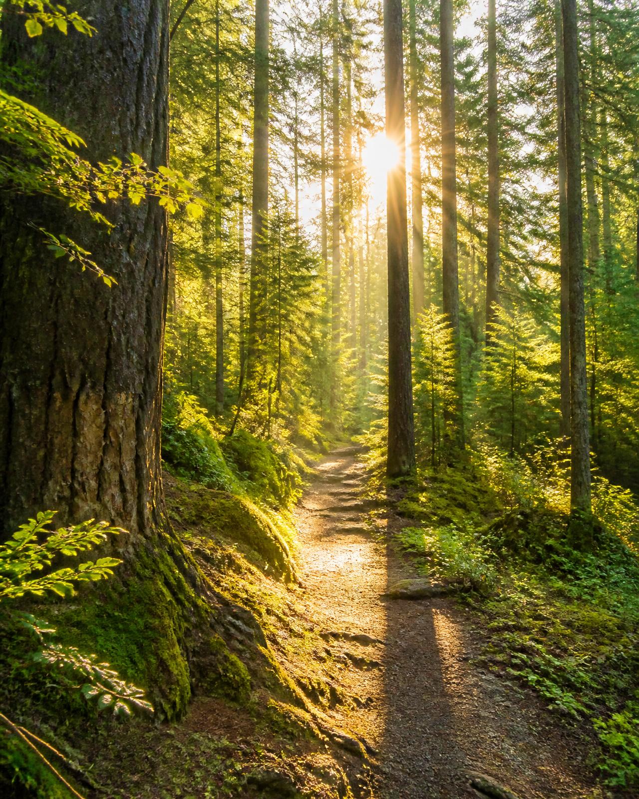 Quiet forest trail winding through tall foggy pines